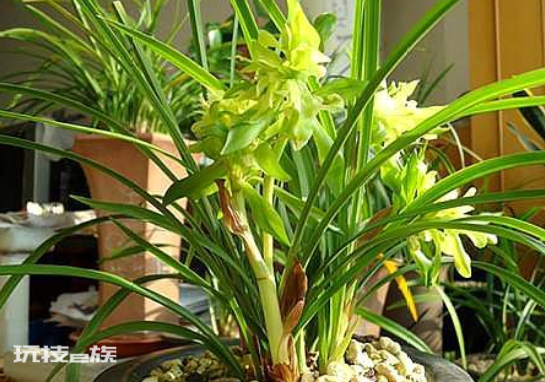 什么花最香持久还好养(室内养这8种花卉花香四溢)-图片2